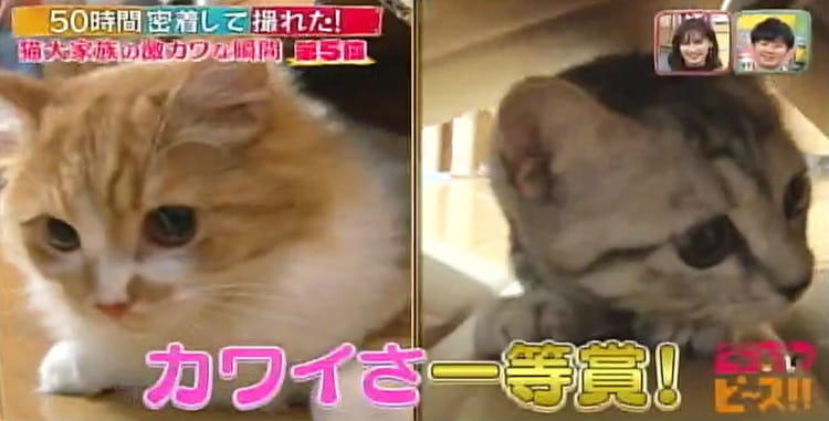 バンザーイの寝姿、額に生クリーム、段ボールでネコスベリ！ やんちゃ 