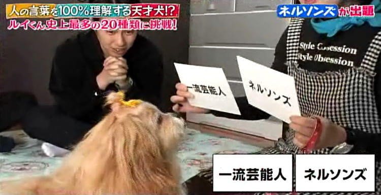 犬好き芸能人から挑戦状 計算もできる天才犬ルイくん 徳川歴代将軍 地図記号の判別はできる どう テレ東プラス 犬好き芸能人から挑戦状 計算もできる天才犬ルイくん 徳川歴代将軍 地図記号の判別はできる どう テレ東プラス