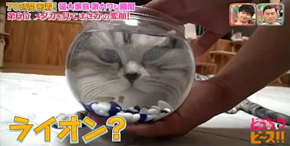 不用被褥一起睡觉......人色情狂大家庭顽皮搭挡激kawa的瞬间最好7:动物 ...