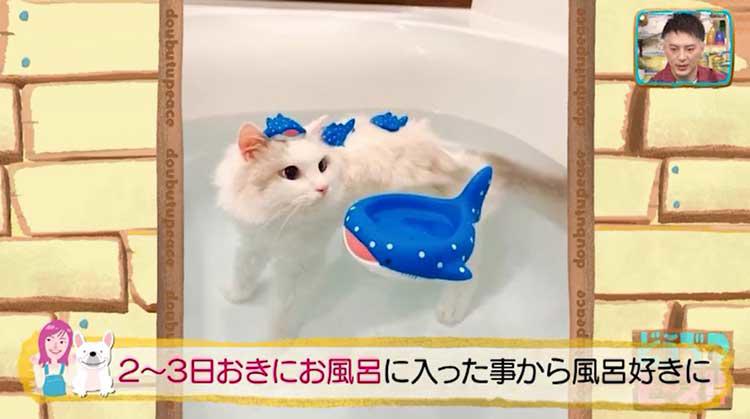 インスタフォロワー11万人！ お風呂大好きふわふわ美形ニャンスタ 