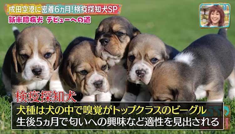 ウイルスなどから広まる伝染病を防ぐ 日本を危険から守る検疫探知犬 デビューへの道に密着 どうぶつピ テレ東プラス