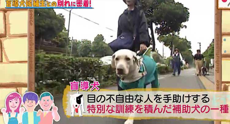 感動！ 涙...涙の別れ...盲導犬を目指すワンちゃんと少女のハートフル