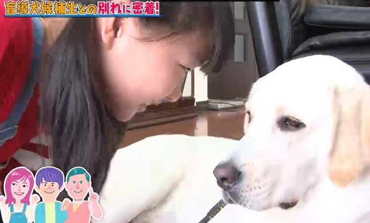 感動 涙 涙の別れ 盲導犬を目指すワンちゃんと少女のハートフルストーリー どうぶつピース テレ東プラス