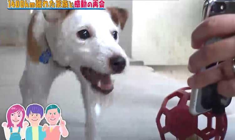 1400 離れた家族と5ヵ月ぶりの再会 ずっと待ち続ける犬と飼い主の絆 どうぶつピース テレ東プラス