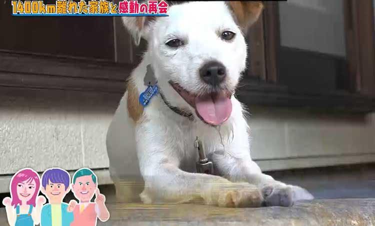 1400 離れた家族と5ヵ月ぶりの再会 ずっと待ち続ける犬と飼い主の絆 どうぶつピース テレ東プラス