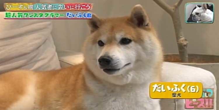 リアルホットドッグ写真で大人気 インスタフォロワー40万人のイケワン だいふく君 テレ東プラス リアルホットドッグ写真で大人気 インスタフォロワー40万人のイケワン だいふく君 テレ東プラス