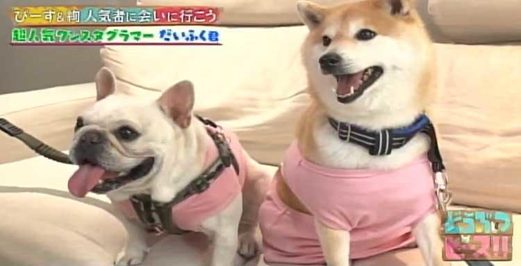リアルホットドッグ写真で大人気 インスタフォロワー40万人のイケワン だいふく君 テレ東プラス リアルホットドッグ写真で大人気 インスタフォロワー40万人のイケワン だいふく君 テレ東プラス