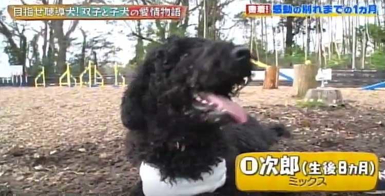 もっと一緒にいたかった 聴導犬候補生ワンちゃんと双子姉妹のお別れまでの愛情物語 どうぶつピース テレ東プラス