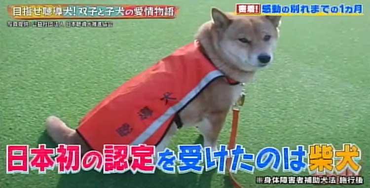 もっと一緒にいたかった...聴導犬候補生ワンちゃんと双子姉妹のお別れ