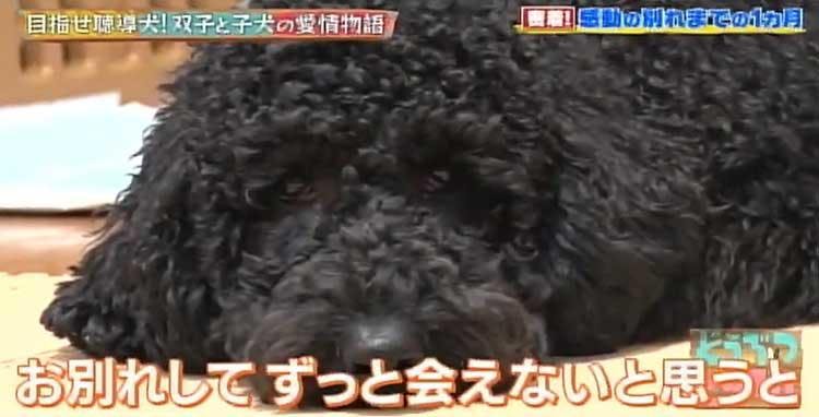 もっと一緒にいたかった 聴導犬候補生ワンちゃんと双子姉妹のお別れまでの愛情物語 どうぶつピース テレ東プラス もっと一緒にいたかった 聴導犬候補生ワンちゃんと双子姉妹のお別れまでの愛情物語 どうぶつピース テレ東プラス