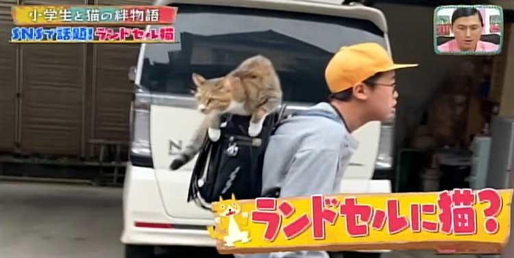 Snsで話題 ランドセルに乗って一緒に登校する猫と小学生 中学進学でどうなる どうぶつピー テレ東プラス Snsで話題 ランドセルに乗って一緒に登校する猫と小学生 中学進学でどうなる どうぶつピー テレ東プラス