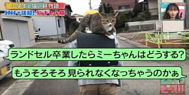 Snsで話題 ランドセルに乗って一緒に登校する猫と小学生 中学進学でどうなる どうぶつピー テレ東プラス Snsで話題 ランドセルに乗って一緒に登校する猫と小学生 中学進学でどうなる どうぶつピー テレ東プラス