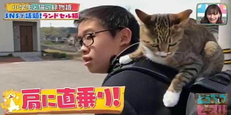 猫 ランドセル トップ 登校