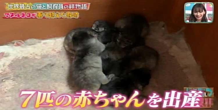 Busakawa界的新星 代替世界最古的猫马努卢内共no婴儿和母亲的饲养员的天的感动故事 怎么样 Tere Topla Busakawa界的新星 代替世界最古的猫马努卢内共no婴儿和母亲的饲养员的天的感动故事 怎么样 Tere Topla