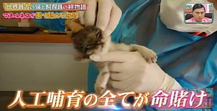 ブサカワ界の新星！ 世界最古の猫マヌルネコの赤ちゃんと、母親代わり 