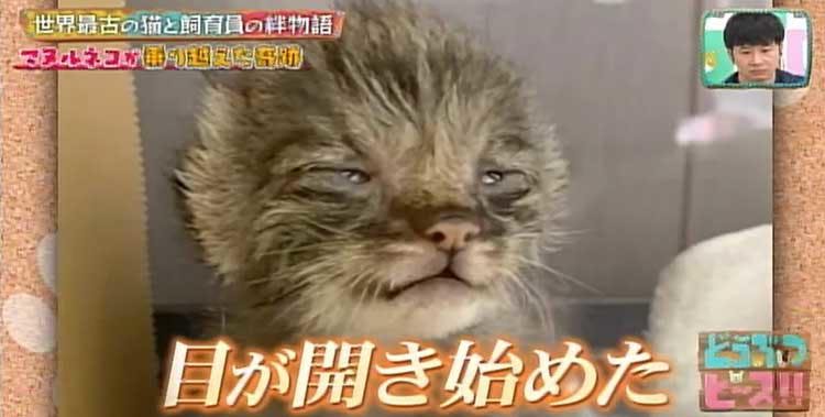 ブサカワ界の新星 世界最古の猫マヌルネコの赤ちゃんと 母親代わりの飼育員の日間の感動物語 どう テレ東プラス