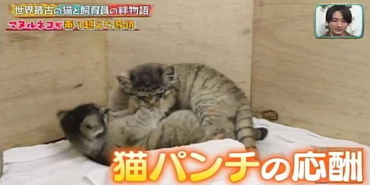 ブサカワ界の新星 世界最古の猫マヌルネコの赤ちゃんと 母親代わりの飼育員の日間の感動物語 どう テレ東プラス