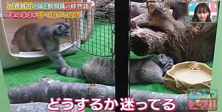 ブサカワ界の新星 世界最古の猫マヌルネコの赤ちゃんと 母親代わりの飼育員の日間の感動物語 どう テレ東プラス