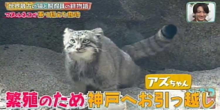 ブサカワ界の新星 世界最古の猫マヌルネコの赤ちゃんと 母親代わりの飼育員の日間の感動物語 どう テレ東プラス