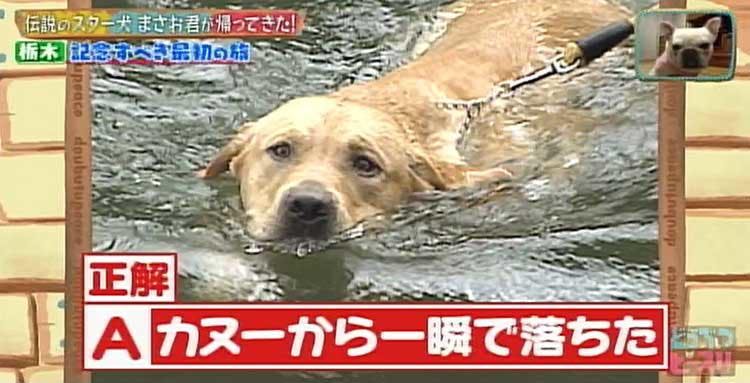 何問正解できる ポチたま の人気旅犬 まさお君の爆笑ハプニングクイズに挑戦 どうぶつピース テレ東プラス