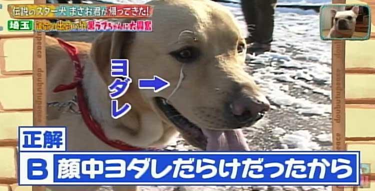 何問正解できる ポチたま の人気旅犬 まさお君の爆笑ハプニングクイズに挑戦 どうぶつピース テレ東プラス