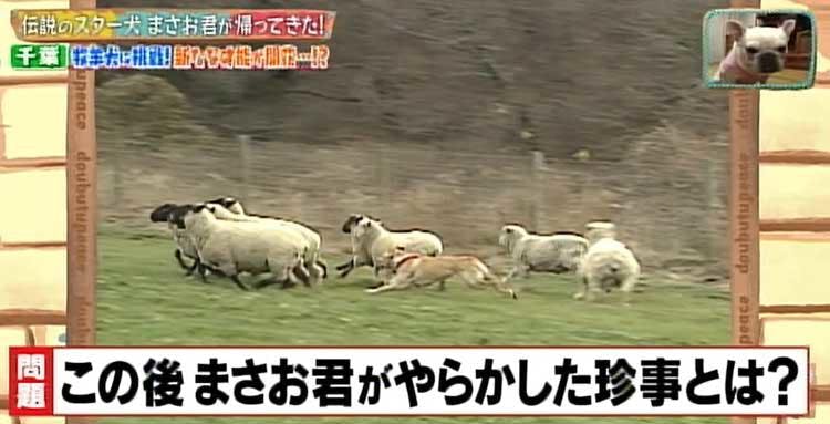 何問正解できる ポチたま の人気旅犬 まさお君の爆笑ハプニングクイズに挑戦 どうぶつピース テレ東プラス