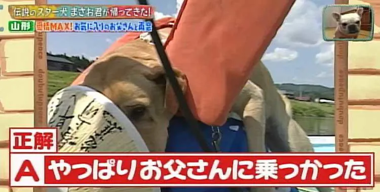 何問正解できる ポチたま の人気旅犬 まさお君の爆笑ハプニングクイズに挑戦 どうぶつピース テレ東プラス