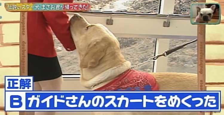 何問正解できる ポチたま の人気旅犬 まさお君の爆笑ハプニングクイズに挑戦 どうぶつピース テレ東プラス