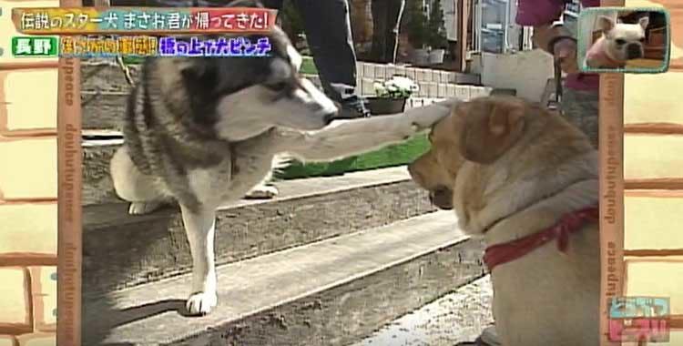 何問正解できる ポチたま の人気旅犬 まさお君の爆笑ハプニングクイズに挑戦 どうぶつピース テレ東プラス