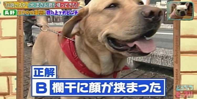 何問正解できる ポチたま の人気旅犬 まさお君の爆笑ハプニングクイズに挑戦 どうぶつピース テレ東プラス