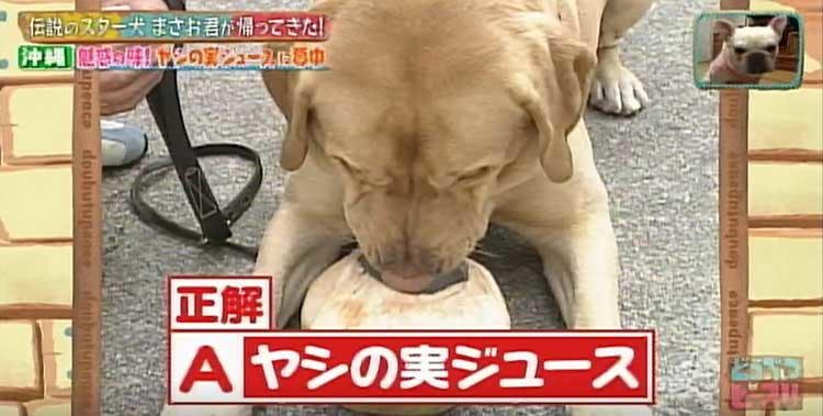 何問正解できる ポチたま の人気旅犬 まさお君の爆笑ハプニングクイズに挑戦 どうぶつピース テレ東プラス