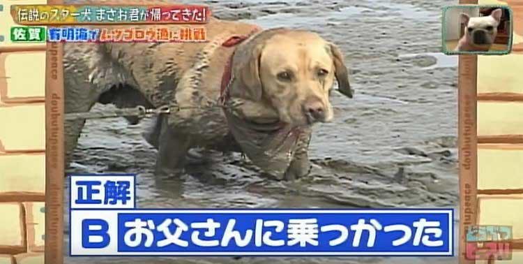 何問正解できる ポチたま の人気旅犬 まさお君の爆笑ハプニングクイズに挑戦 どうぶつピース テレ東プラス 何問正解できる ポチたま の人気旅犬 まさお君の爆笑ハプニングクイズに挑戦 どうぶつピース テレ東プラス