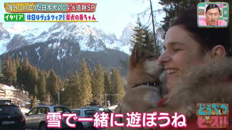 海外に旅立った日本犬は今 イタリア メキシコの柴犬 秋田犬の生活は激変していた どうぶつピース テレ東プラス