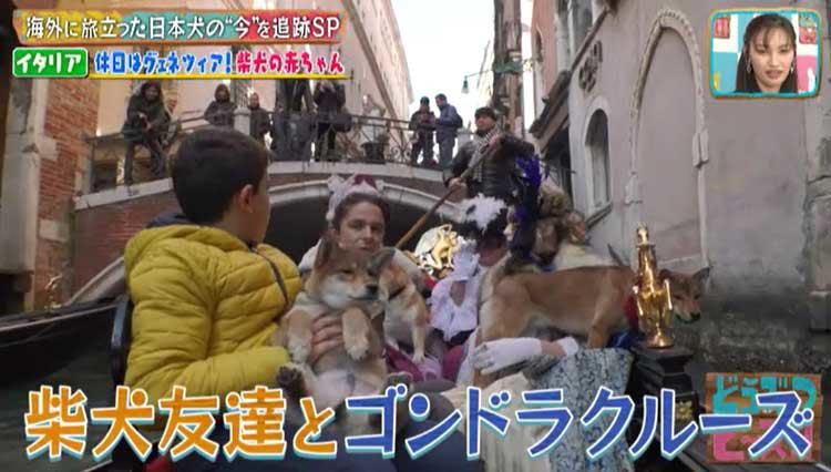 海外に旅立った日本犬は今 イタリア メキシコの柴犬 秋田犬の生活は激変していた どうぶつピース テレ東プラス