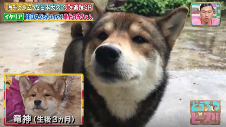 海外に旅立った日本犬は今 イタリア メキシコの柴犬 秋田犬の生活は激変していた どうぶつピース テレ東プラス