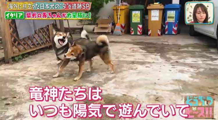 海外に旅立った日本犬は今 イタリア メキシコの柴犬 秋田犬の生活は激変していた どうぶつピース テレ東プラス