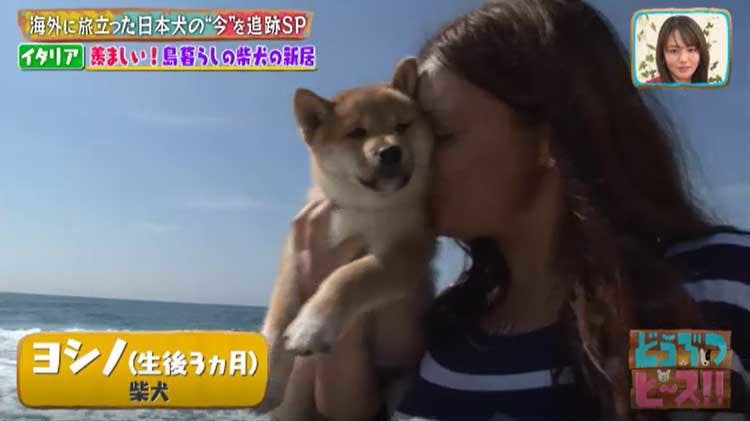 海外に旅立った日本犬は今 イタリア メキシコの柴犬 秋田犬の生活は激変していた どうぶつピース テレ東プラス