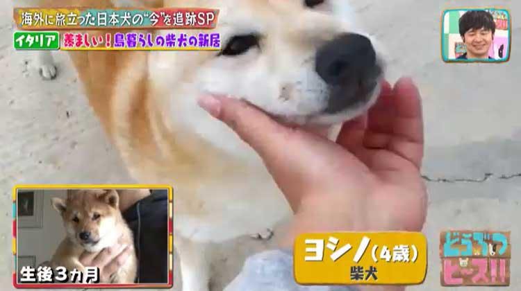 海外に旅立った日本犬は今 イタリア メキシコの柴犬 秋田犬の生活は激変していた どうぶつピース テレ東プラス