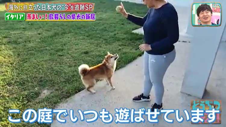 海外に旅立った日本犬は今 イタリア メキシコの柴犬 秋田犬の生活は激変していた どうぶつピース テレ東プラス