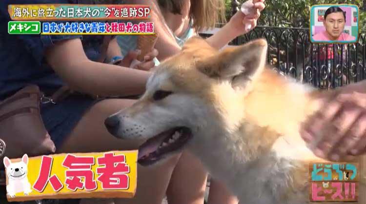 海外に旅立った日本犬は今 イタリア メキシコの柴犬 秋田犬の生活は激変していた どうぶつピース テレ東プラス