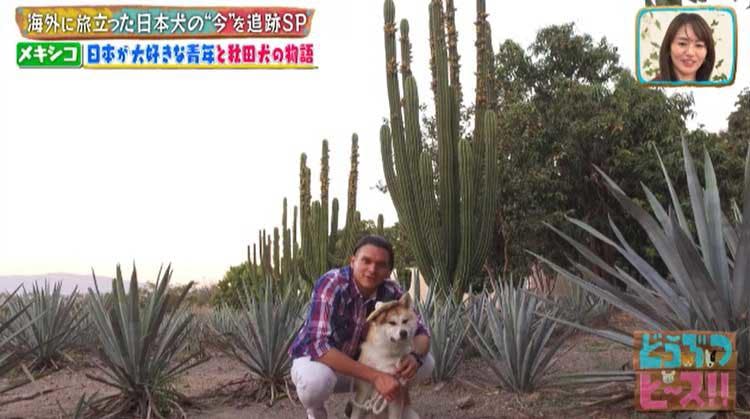 海外に旅立った日本犬は今 イタリア メキシコの柴犬 秋田犬の生活は激変していた どうぶつピース テレ東プラス