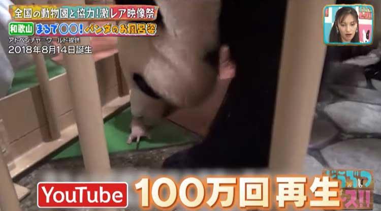 2ヵ月でおっさんになったアザラシから 砂漠の天使 スナネコ お風呂に入るパンダまで 休園中の動物園 テレ東プラス 2ヵ月でおっさんになったアザラシから 砂漠の天使 スナネコ お風呂に入るパンダまで 休園中の動物園 テレ東プラス