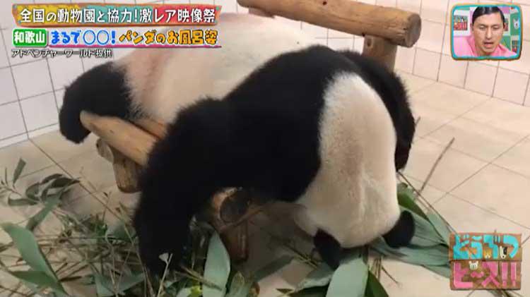 2ヵ月でおっさんになったアザラシから、砂漠の天使・スナネコ、お風呂