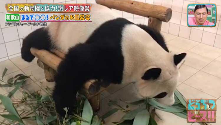 2ヵ月でおっさんになったアザラシから、砂漠の天使・スナネコ、お風呂