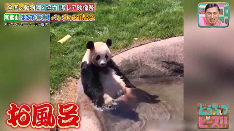 2ヵ月でおっさんになったアザラシから、砂漠の天使・スナネコ、お風呂