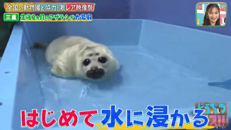 2ヵ月でおっさんになったアザラシから 砂漠の天使 スナネコ お風呂に入るパンダまで 休園中の動物園 テレ東プラス