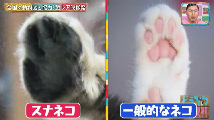 2ヵ月でおっさんになったアザラシから 砂漠の天使 スナネコ お風呂に入るパンダまで 休園中の動物園 テレ東プラス