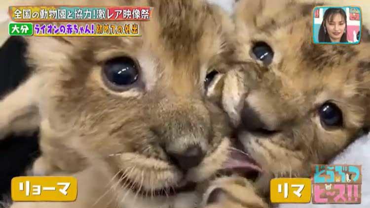 2ヵ月でおっさんになったアザラシから 砂漠の天使 スナネコ お風呂に入るパンダまで 休園中の動物園 テレ東プラス