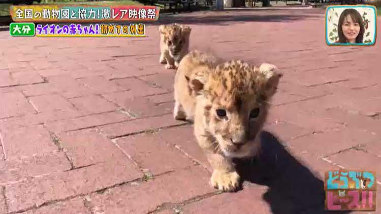 2ヵ月でおっさんになったアザラシから、砂漠の天使・スナネコ、お風呂に入るパンダまで！ 休園中の動物園・水族館の動物たち何してる？：どうぶつピース |  テレビ東京・ＢＳテレ東の読んで見て感じるメディア テレ東プラス