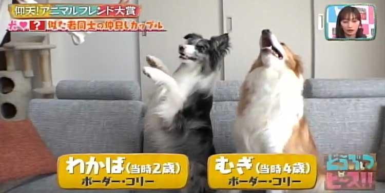 生まれたときから相思相愛 ネコとフクロウの異色カップル どうぶつピース テレ東プラス